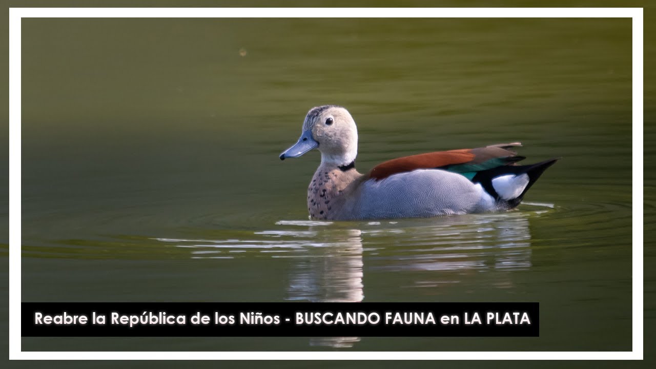 🏰🦆 Reabre la Rep&uacute;blica de los Ni&ntilde;os - Buscando Fauna en LA PLATA 🦆🏰