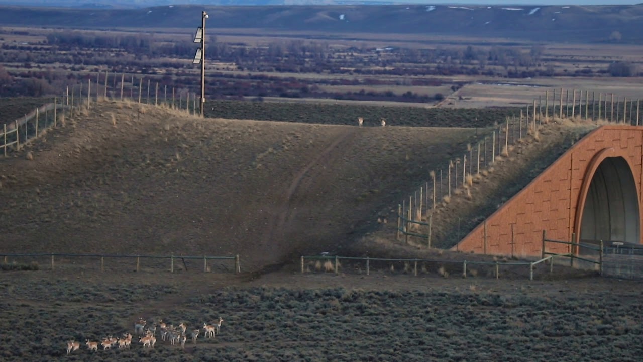 Wildlife Crossing in Wyoming - 47 Pronghorn Cross in 90 Seconds