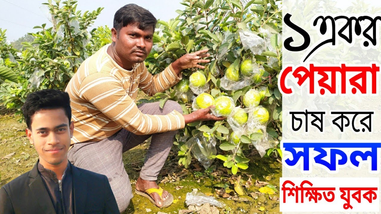 বারোমাসি থাই গোল্ডেন-৮ পেয়ারা চাষ করে সফল ঝিনাইদহের। শিক্ষিত যুবক আনিসুর রহমান || NH krishi tv
