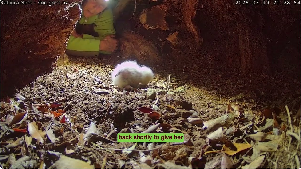 Chick (Nora-A2) check - 19 March