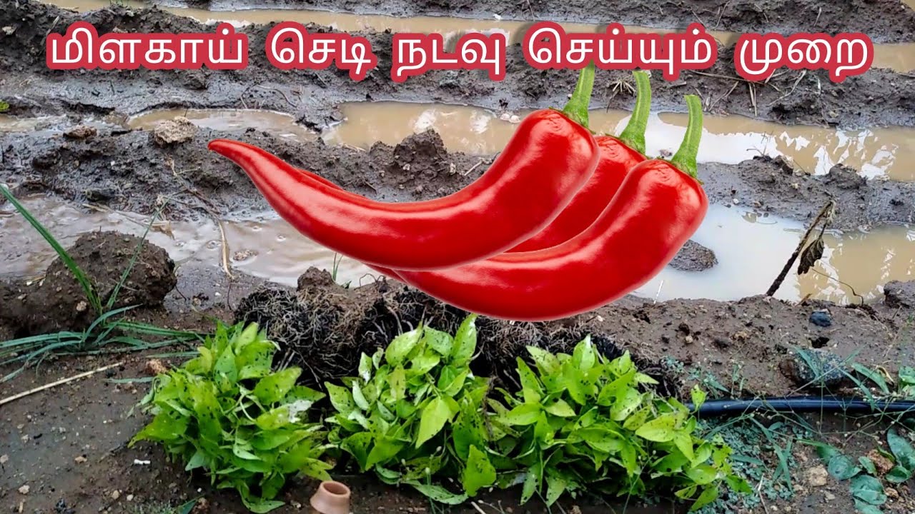 மிளகாய் செடி நடவு செய்யும் முறை |மிளகாய் நாற்று |