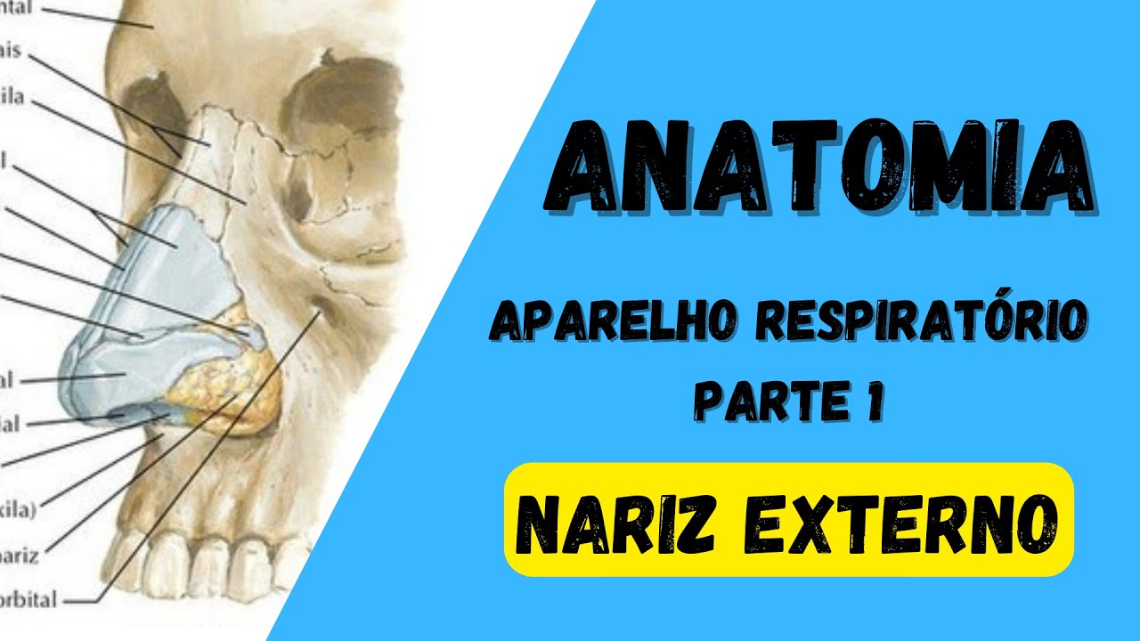 ANATOMIA HUMANA - Aparelho respiratório (Parte 1) - Nariz externo