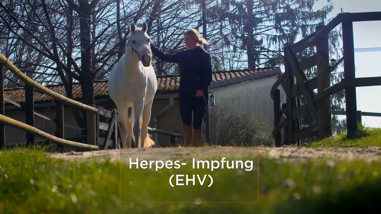 Herpes-Impfung beim Pferd: Interview mit Annica Hansen und Tierarzt Marc Ebbinghaus