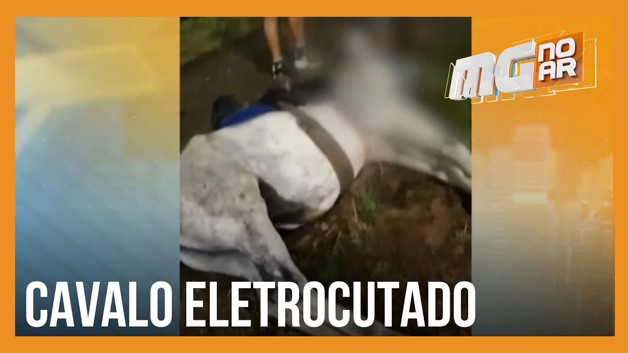 Fios desencapados causam morte de cavalo por eletrocussão na Lagoa da Pampulha, em BH