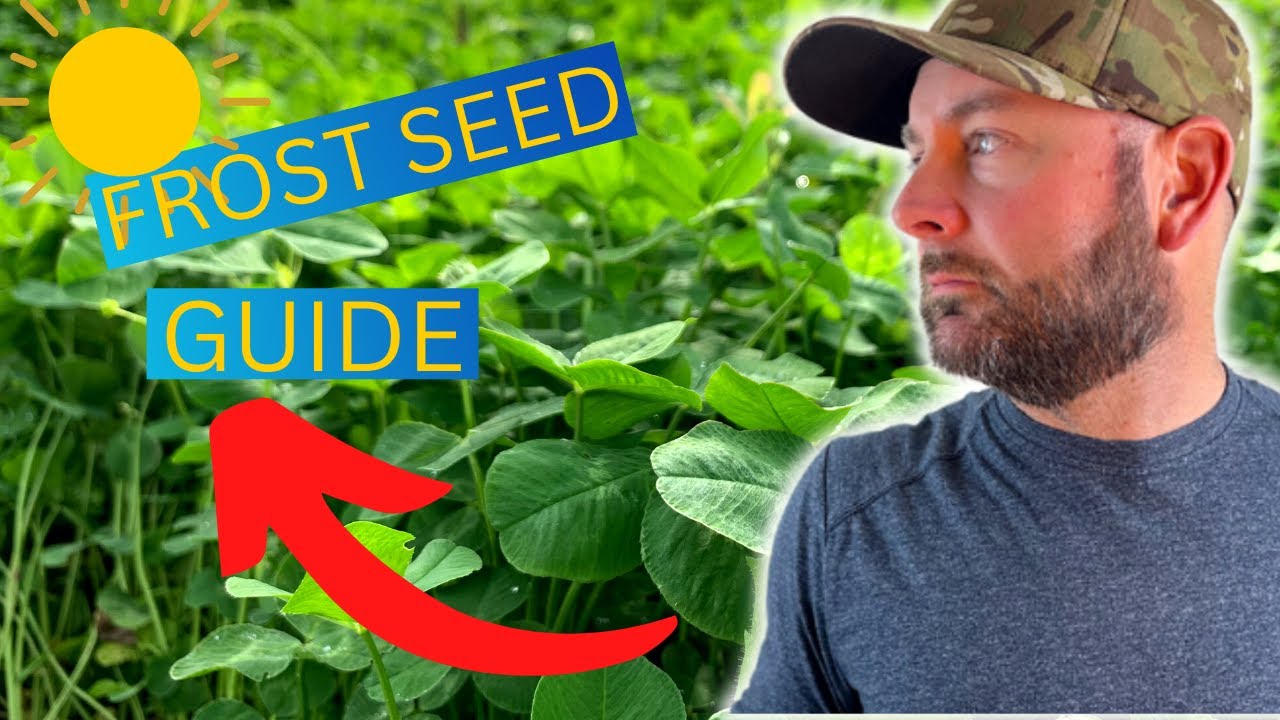 How To Frost Seed Clover: The Ultimate Guide
