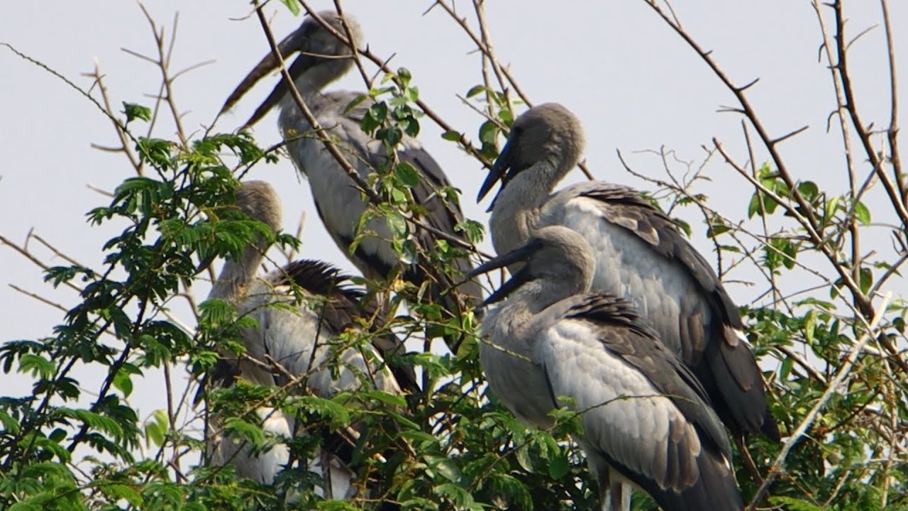 023-Amazing place -ig Birds' Bedtime: Where Do They Sleep?