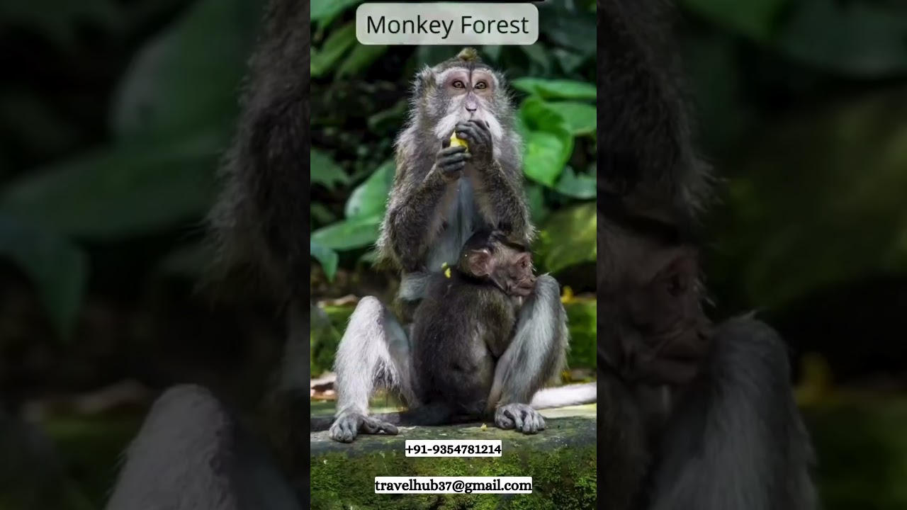 Top 15 Place To Visit In Bali 😍✈️✅ #travel #photography #beach #travelphotography#travel #travelbali