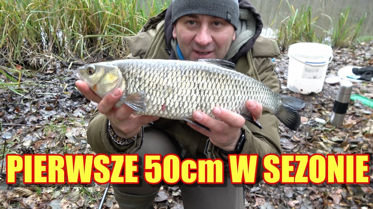 PIERWSZE 50cm W SEZONIE! PIĘKNY, DUŻY KLEŃ