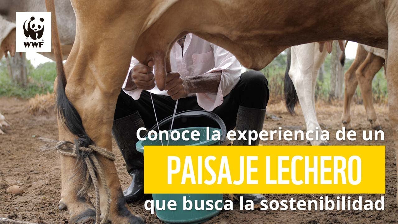 Producci&oacute;n sostenible de leche: conoce un caso en el Meta | WWF Colombia