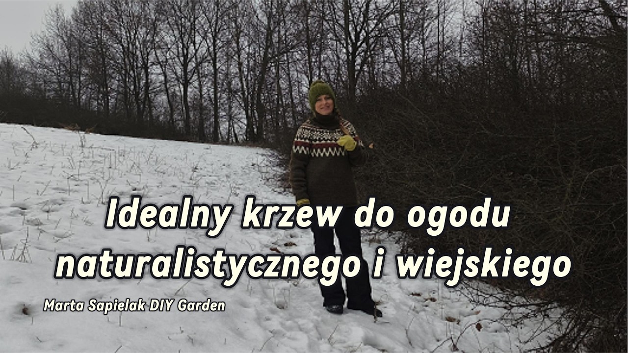 Idealny krzew do ogrodu naturalistycznego i wiejskiego