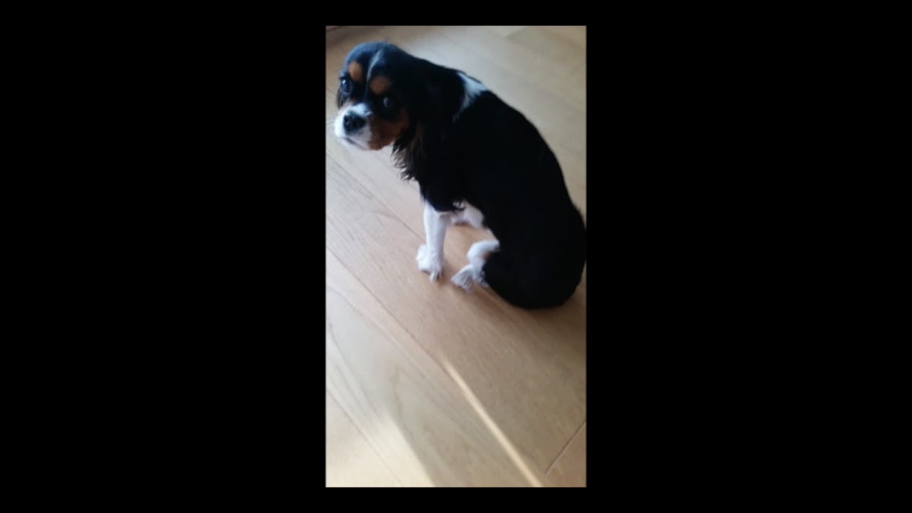 Liloo, King Charles Cavalier Spaniel con lesione al nervo sciatico