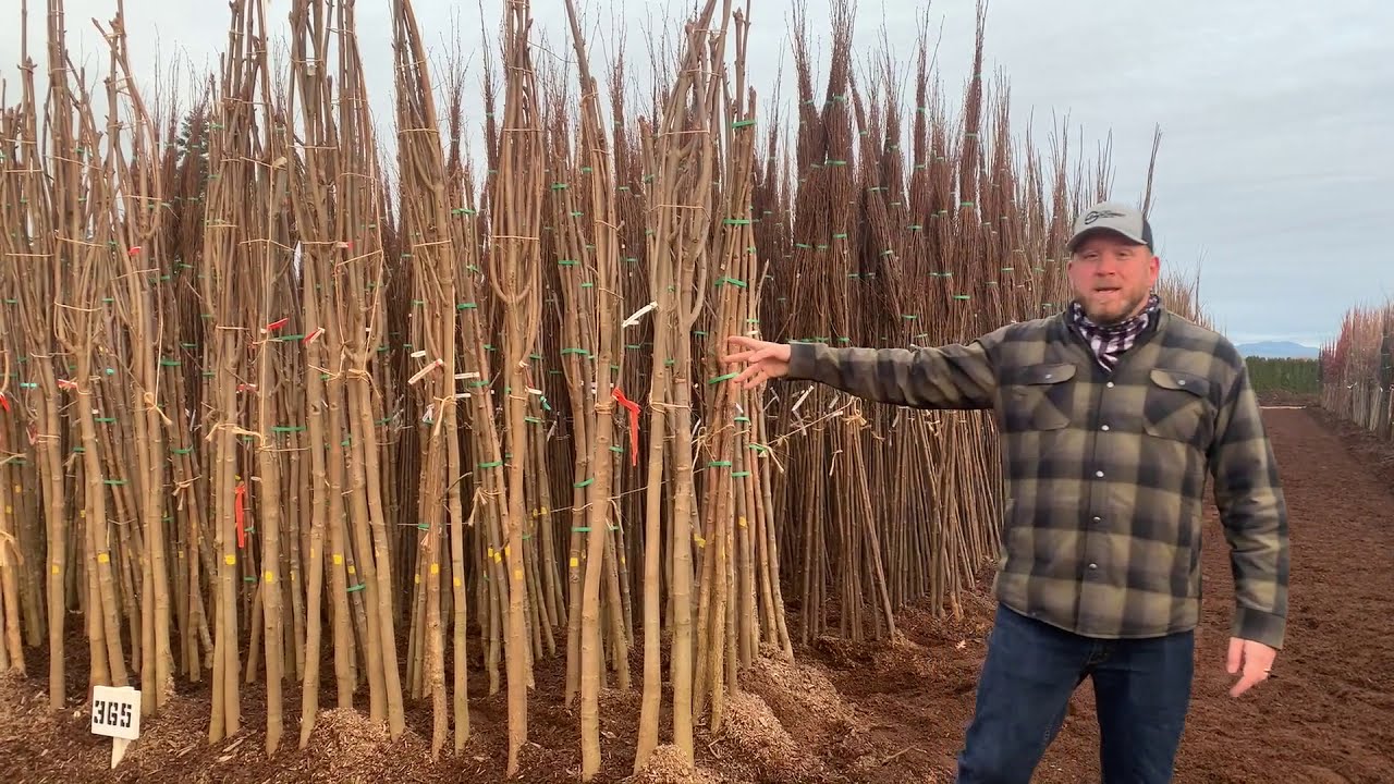 Sawdust Storage