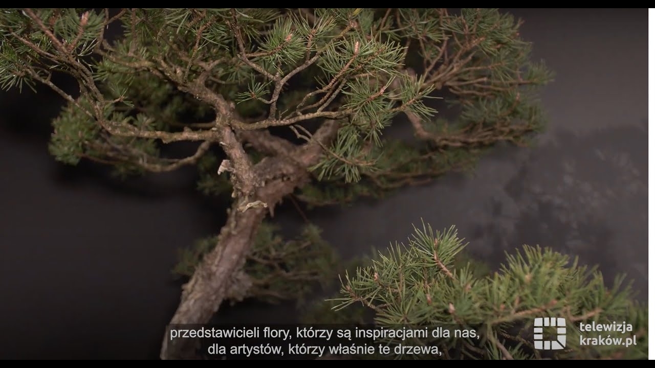 Ikebana oraz drzewka bonsai w Muzeum Manggha