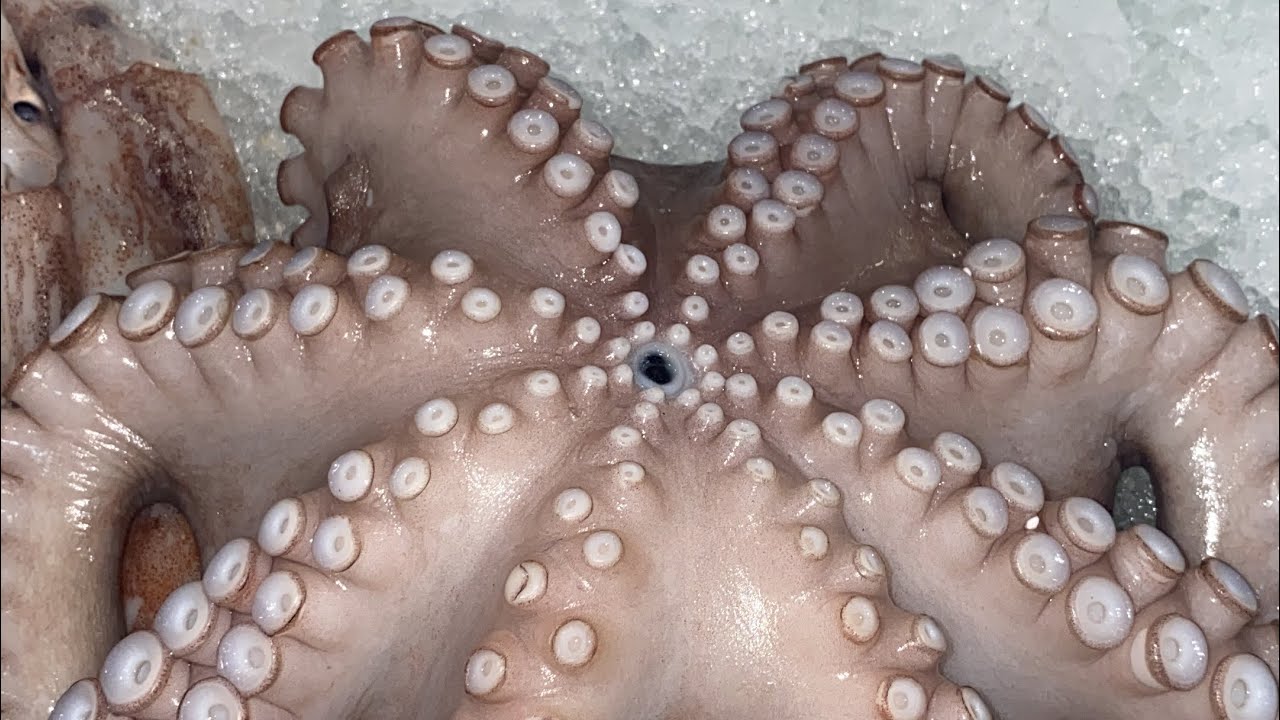 How to clean octopus 🐙 by nikofish