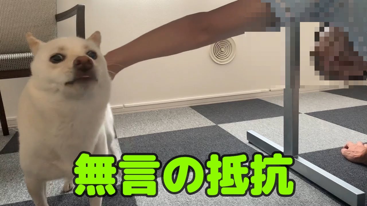 【豆柴】散歩に行こうとすると机の下に隠れて抵抗する愛犬が可愛い