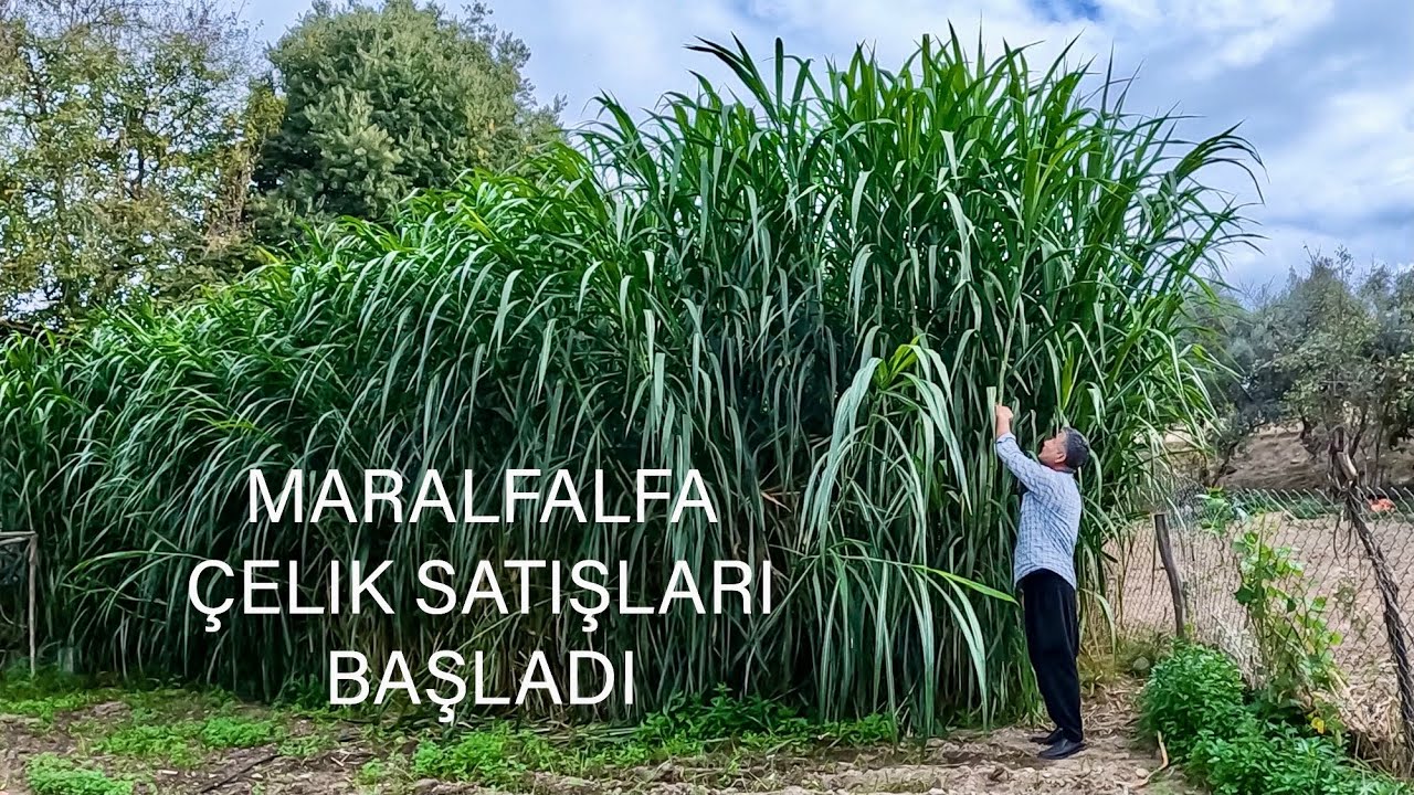 Hayvanları Bedava Beslemek Mümkün! 🌾 Maralfalfa ile Yem Giderini Sıfırla