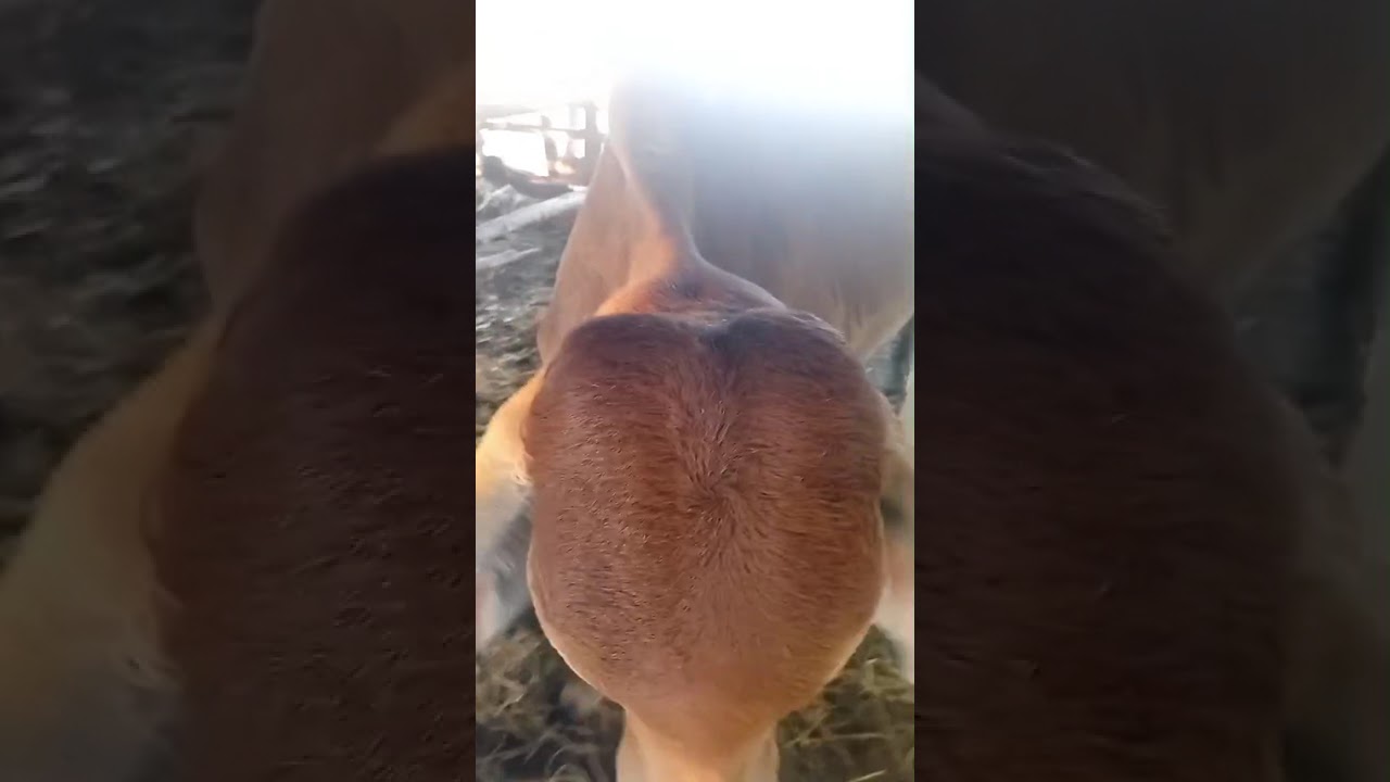 ตกเย็นมาไล่วัวเข้าคอก จะถูกจะแพงไม่รู้แต่ที่รู้คือเลี้ยงต่อไป #คนอีสาน #คนเลี้ยงวัว 