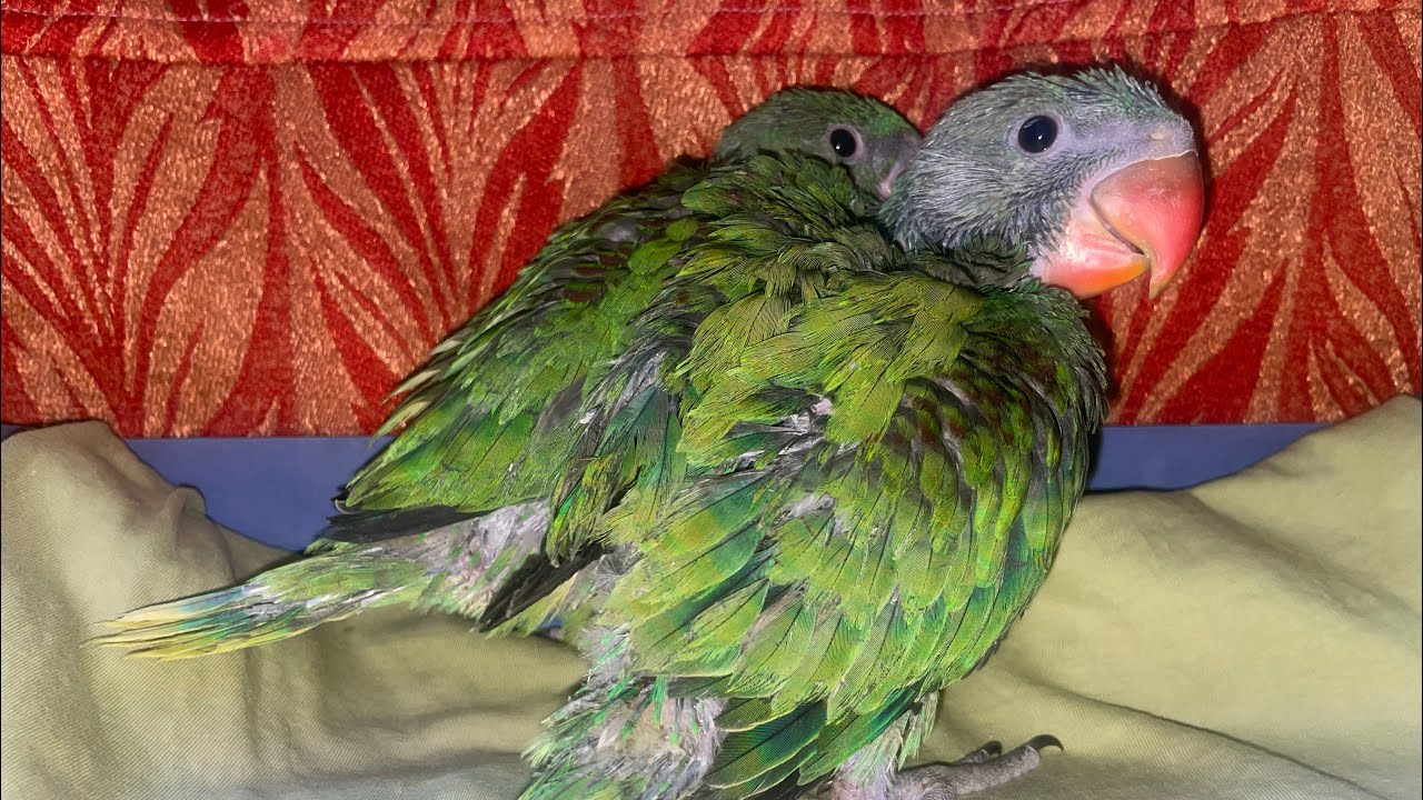 #day52 How to care your baby parrot in winter - Hindi blogs