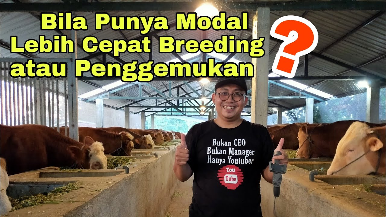 Bila Punya Modal, Lebih Enak Breeding atau Penggemukan ?