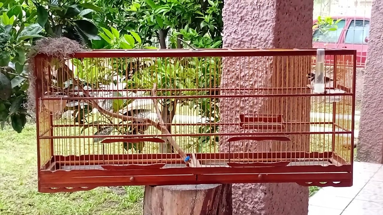 COLEIRO CORCEL NEGRO NO VOADOR 