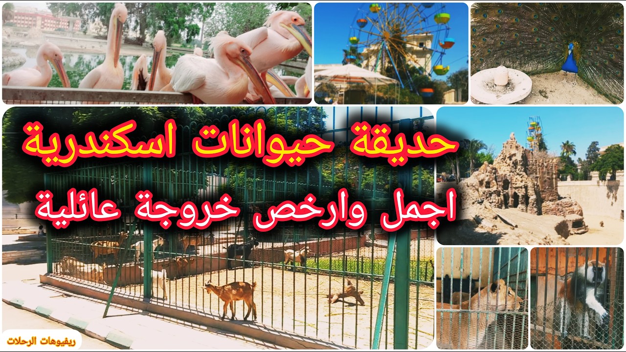 حديقة حيوانات الاسكندرية | خروجة ب ٥ جنيه | افضل اماكن الخروج فى اسكندرية | حديقة حيوانات اسكندرية 👍
