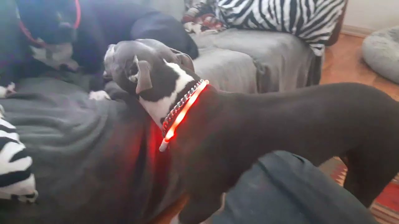 Lightm' up! Gypsy n Raine ❤️🐾