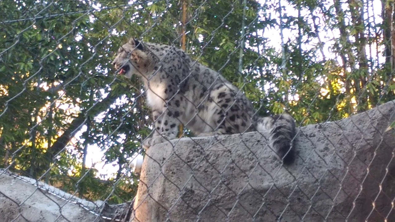 Snow Leopard Chuffing