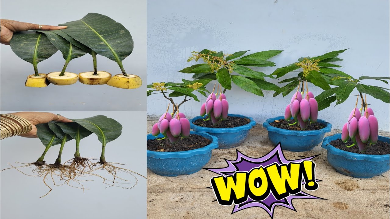 Take mango leaves for reproduction Get a lot of benefits100%
