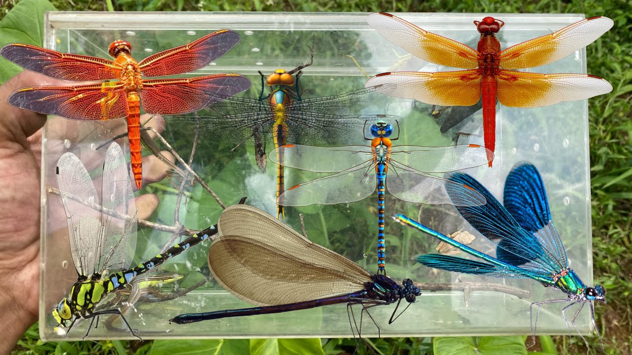 Hunting various types of dragonflies and damselflies