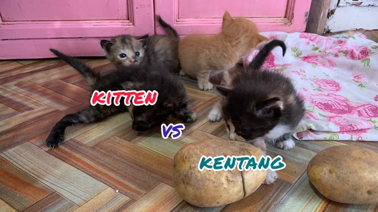Kitten Bermain Sama Kentang
