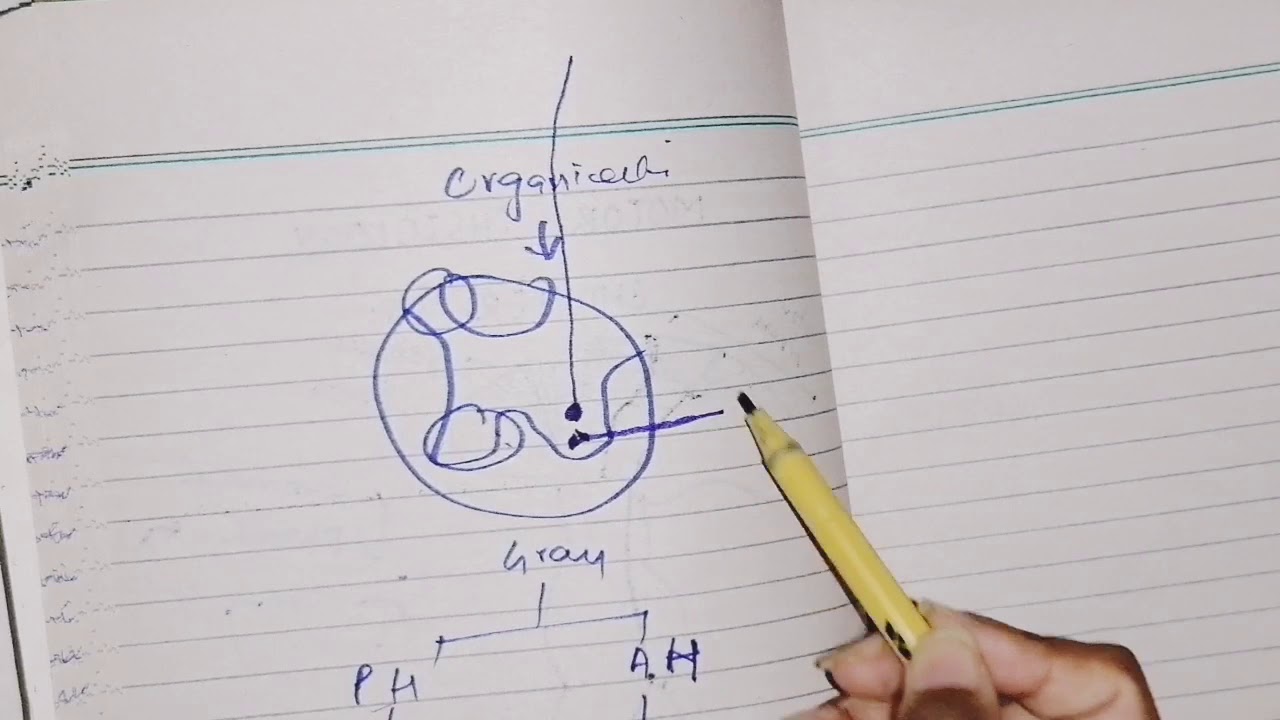 Motor Physiology chpt 55 guyton part 1,