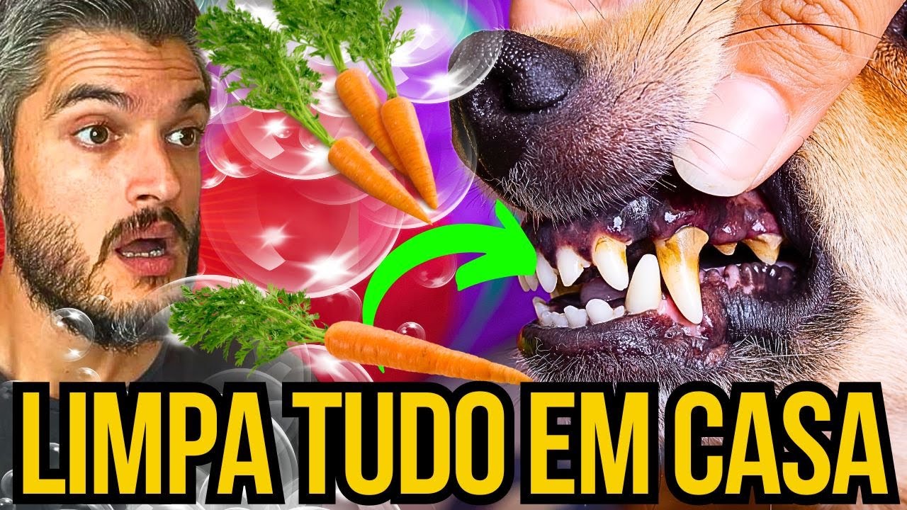 ELIMINAR TÁRTARO DO CACHORRO EM CASA DICAS P/ CÃES C/ MAU HÁLITO SOLUÇÃO CASEIRA LIMPA DENTES DO CÃO