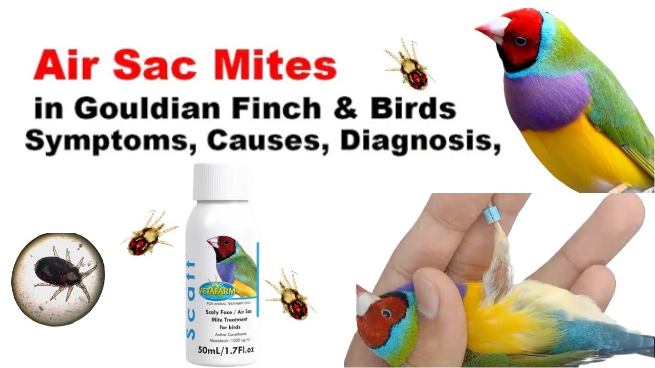 Air Sac Mites in Birds Symptoms Causes Diagnosis Exotic Gouldian Finch bird issues and Treatment