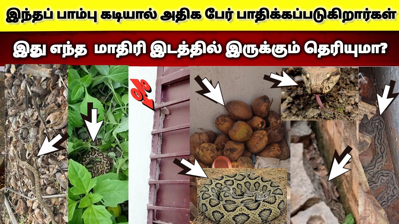 இந்த விஷப்பாம்பு வீட்டுக்கு அருகில் எந்த மாதிரி இடத்தில் எல்லாம் இருக்கும் தெரியுமா? இதைப் பாருங்க!😱