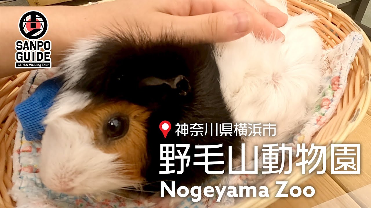 【野毛山動物園②＆カフェ】可愛い動物とふれあって隠れ家カフェでひと休み♪  | 神奈川散歩