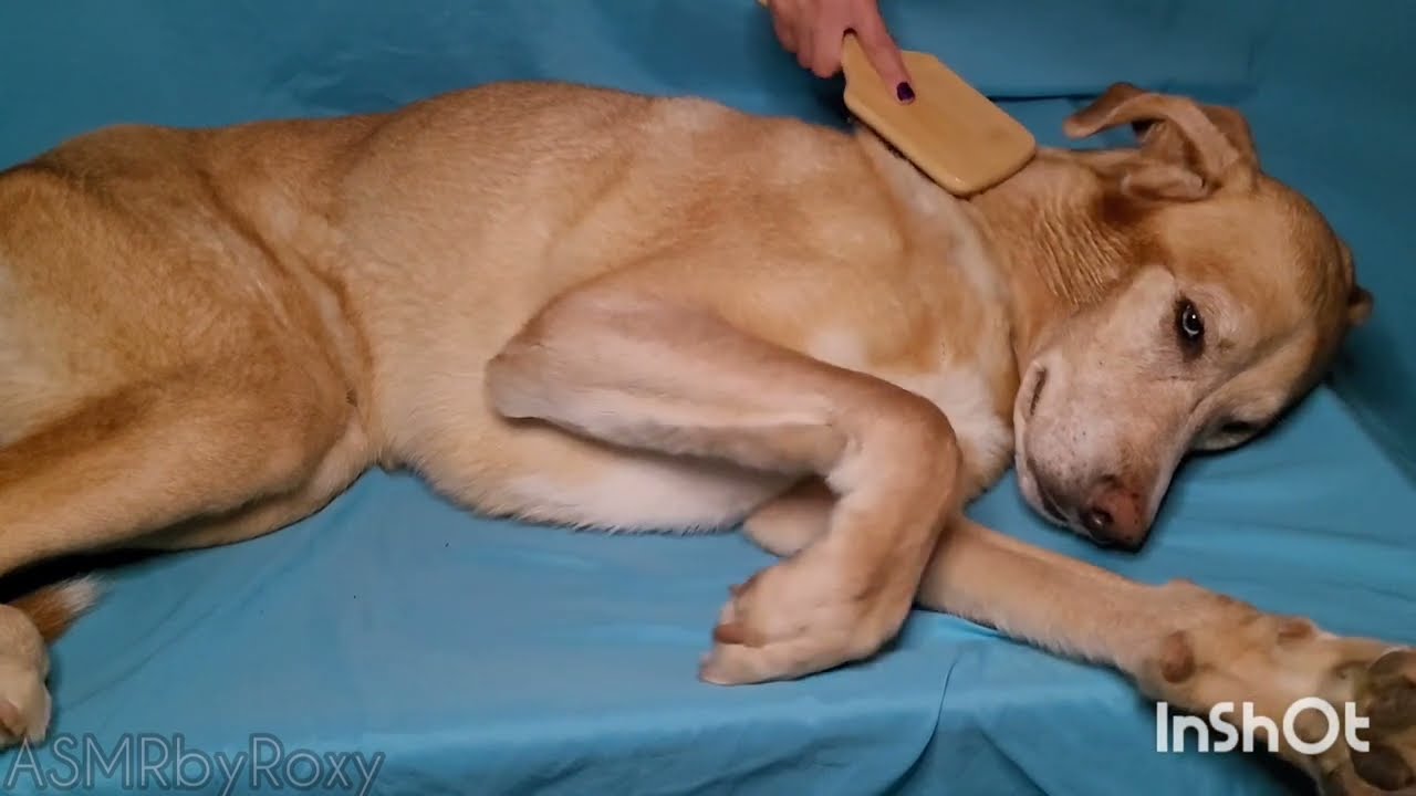 ASMR | Dog Brushing w/Bamboo Brush to Help You Sleep | NO TALKING | 