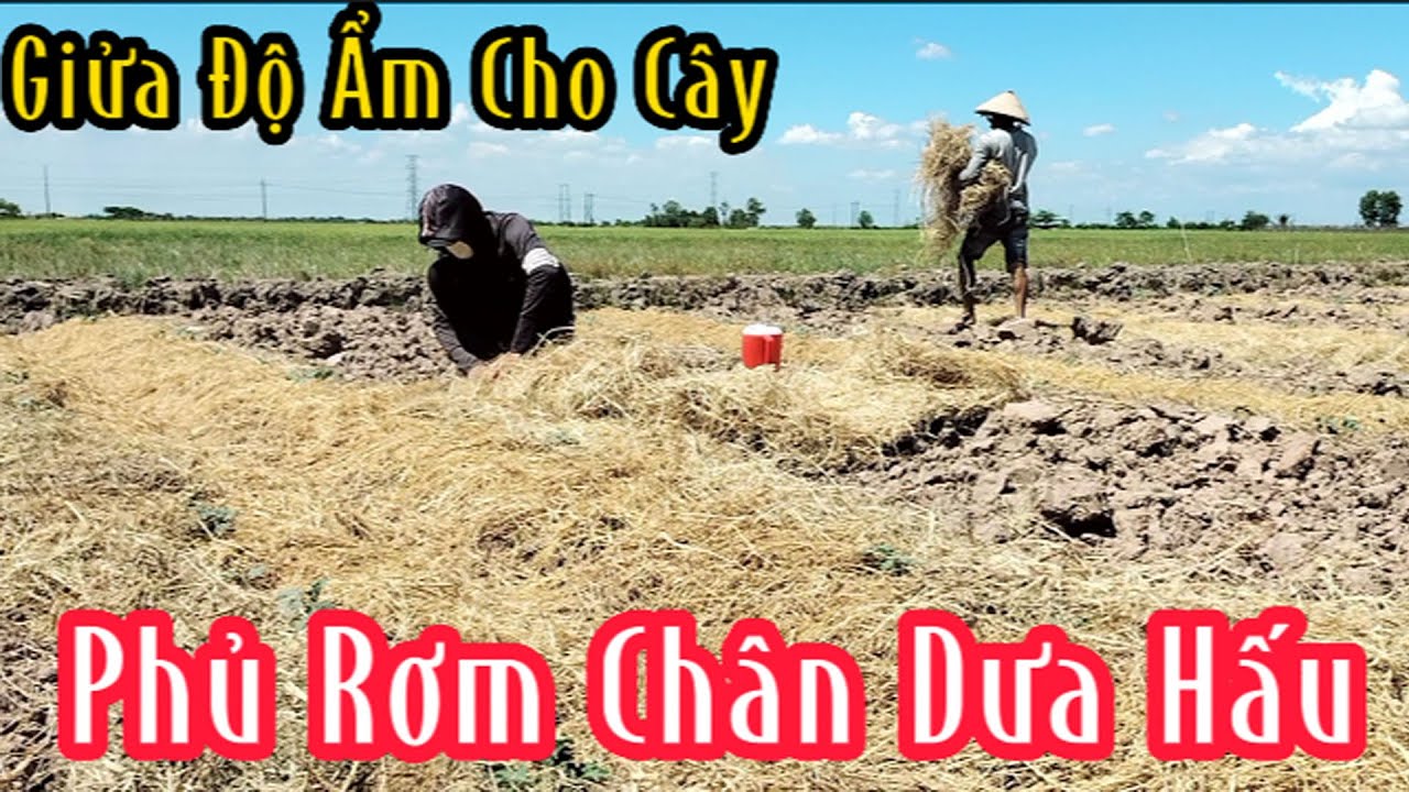 Chăm Sóc Dưa Hấu Và Phủ Rơm Chân Cây Dưa Hấu Để Đạt Hiệu Quả Cao | Cuộc Sống Miền Tây