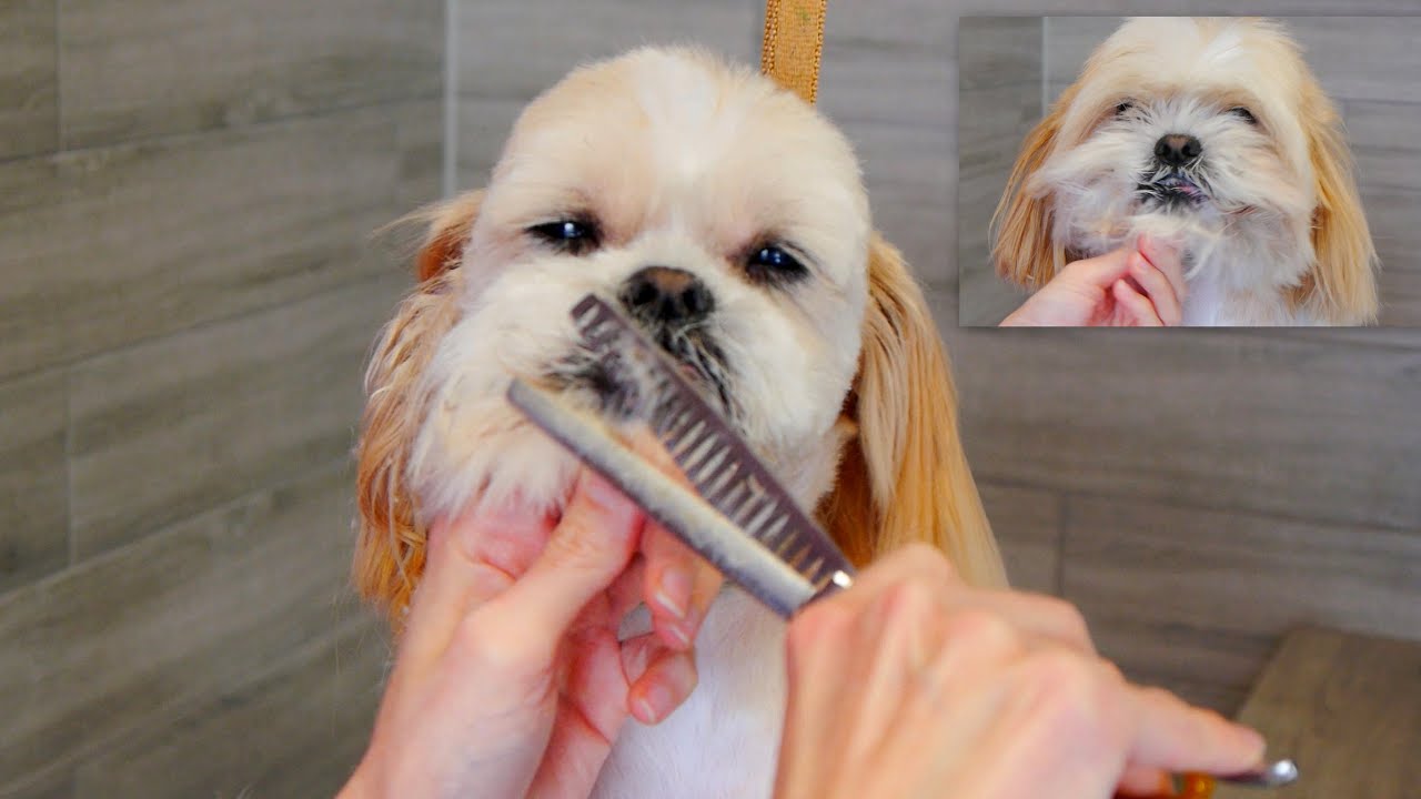 Shih Tzu Short Cut