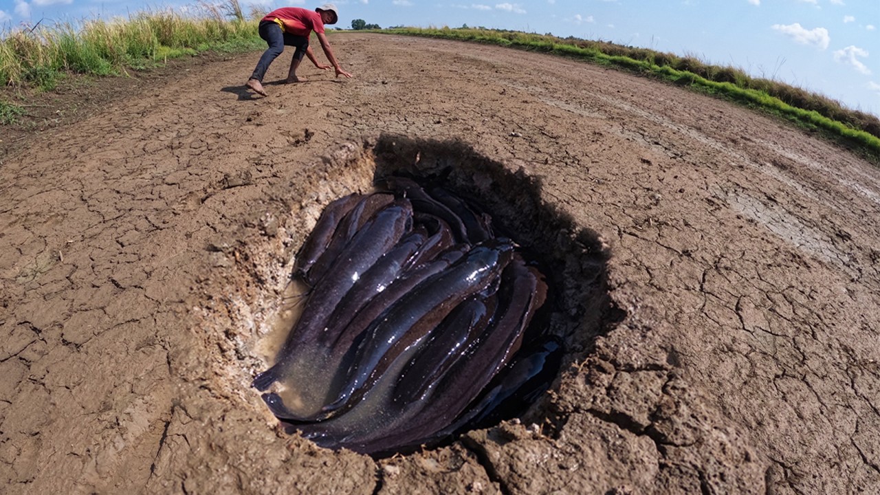 Top Amazing Top Video - Skills fisherman catch a lot of fish & pick eggs in rice field at dry season