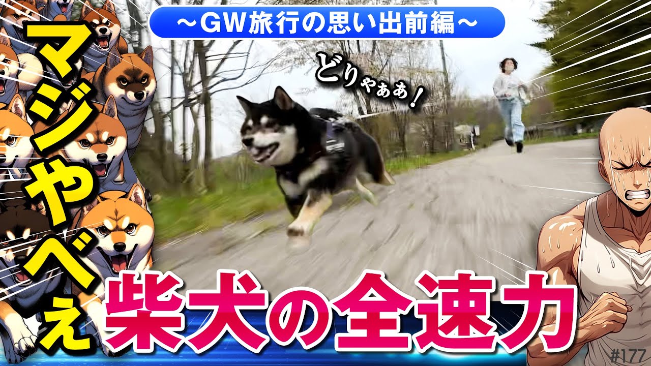 柴犬の全力疾走を舐めていた飼い主が限界…～GW旅行の思い出(前編)～