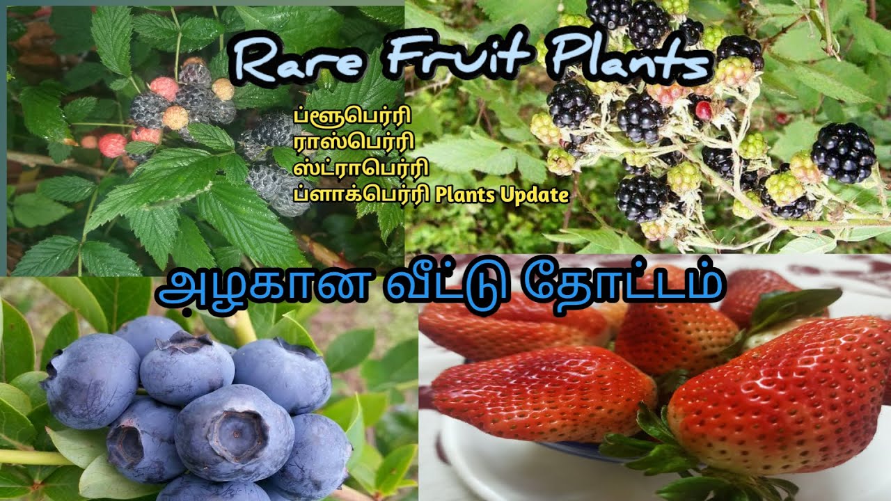 Garden Tour Vlog in Tamil |blueberry, Strawberry,Blackberry,Raspberry பழ செடி வளர்ப்பு
