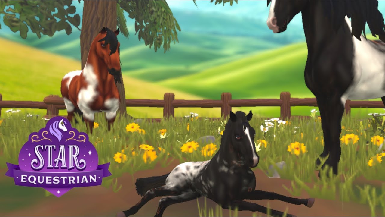 Star Equestrian: разведение, открытие конюшен