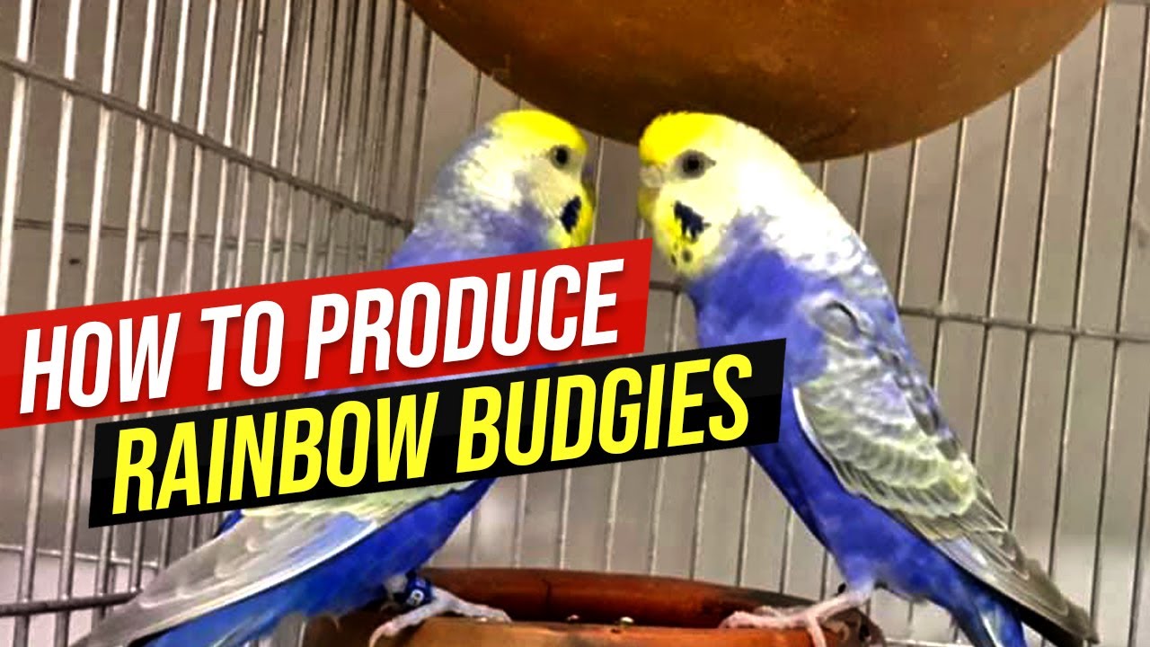 How to Produce Rainbow Budgies | Rainbow Budgies Ki Pehchan | Detailed Video Full Information