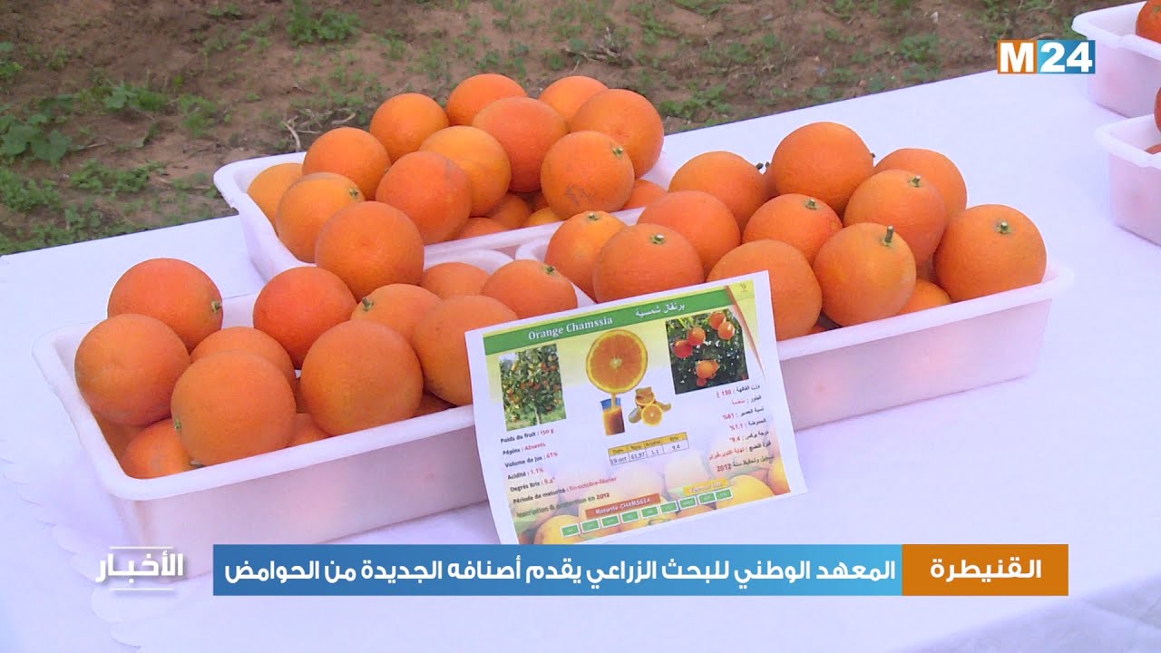 القنيطرة ..المعهد الوطني للبحث الزراعي يقدم أصنافه الجديدة من الحوامض