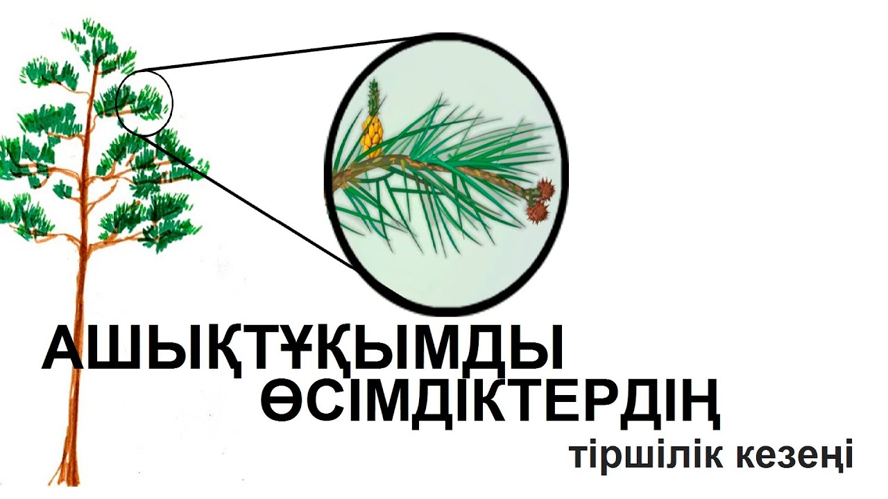 Ашықтұқымды өсімдіктердің тіршілік кезеңі (жизненный цикл голосеменных)