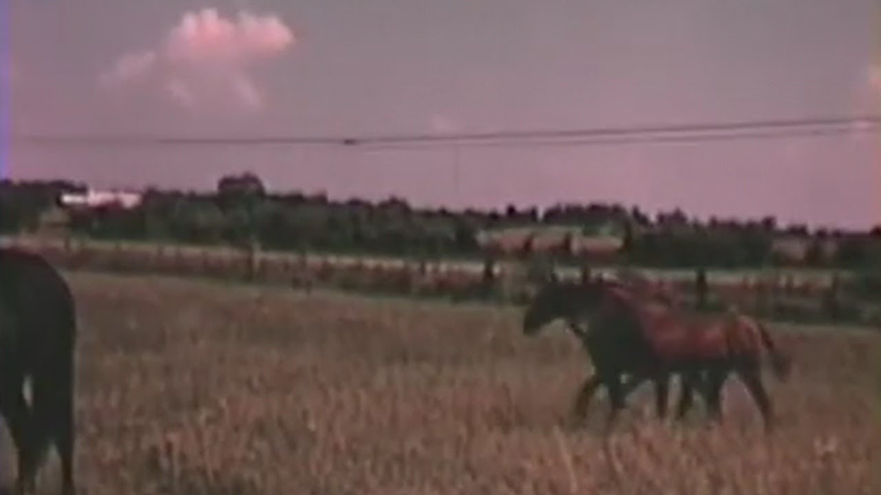 ТЕННЕССИЙСКАЯ ПРОГУЛОЧНАЯ ЛОШАДЬ: РЕАЛЬНАЯ ИСТОРИЯ