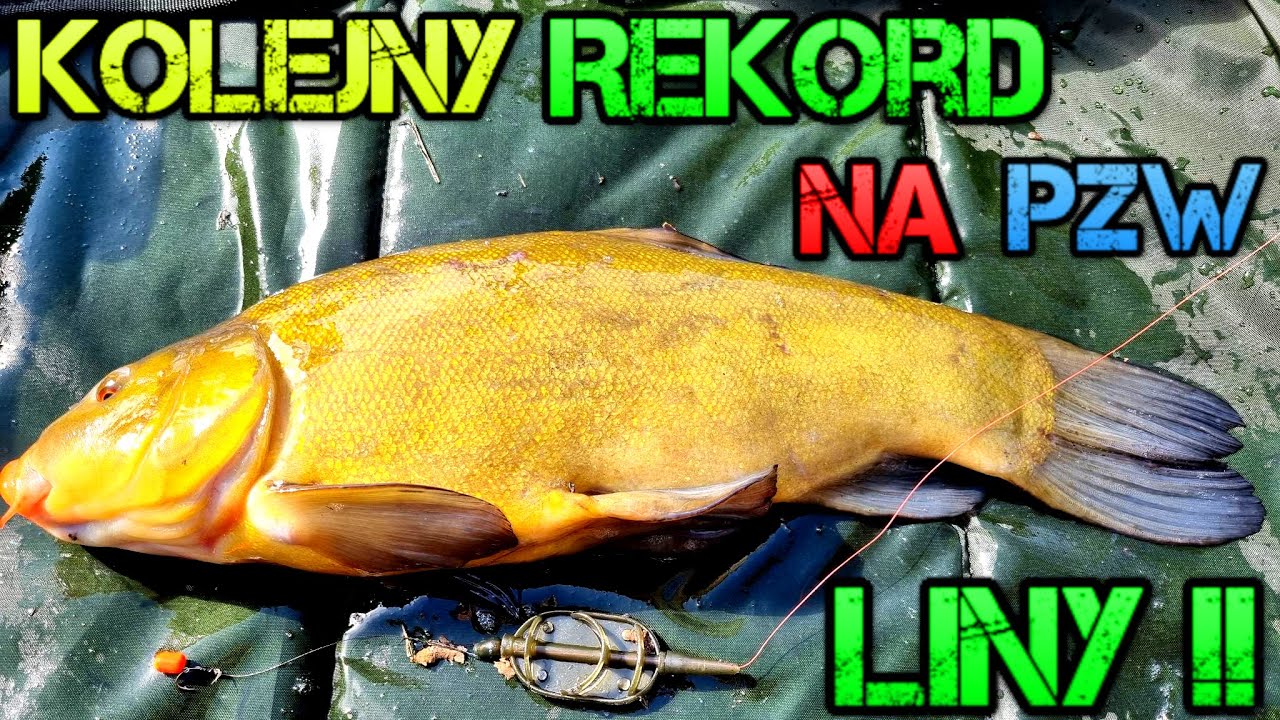 Metoda Na Liny !! Kolejny Rekord Na Pzw !! Method Feeder !! Wędkarstwo !!