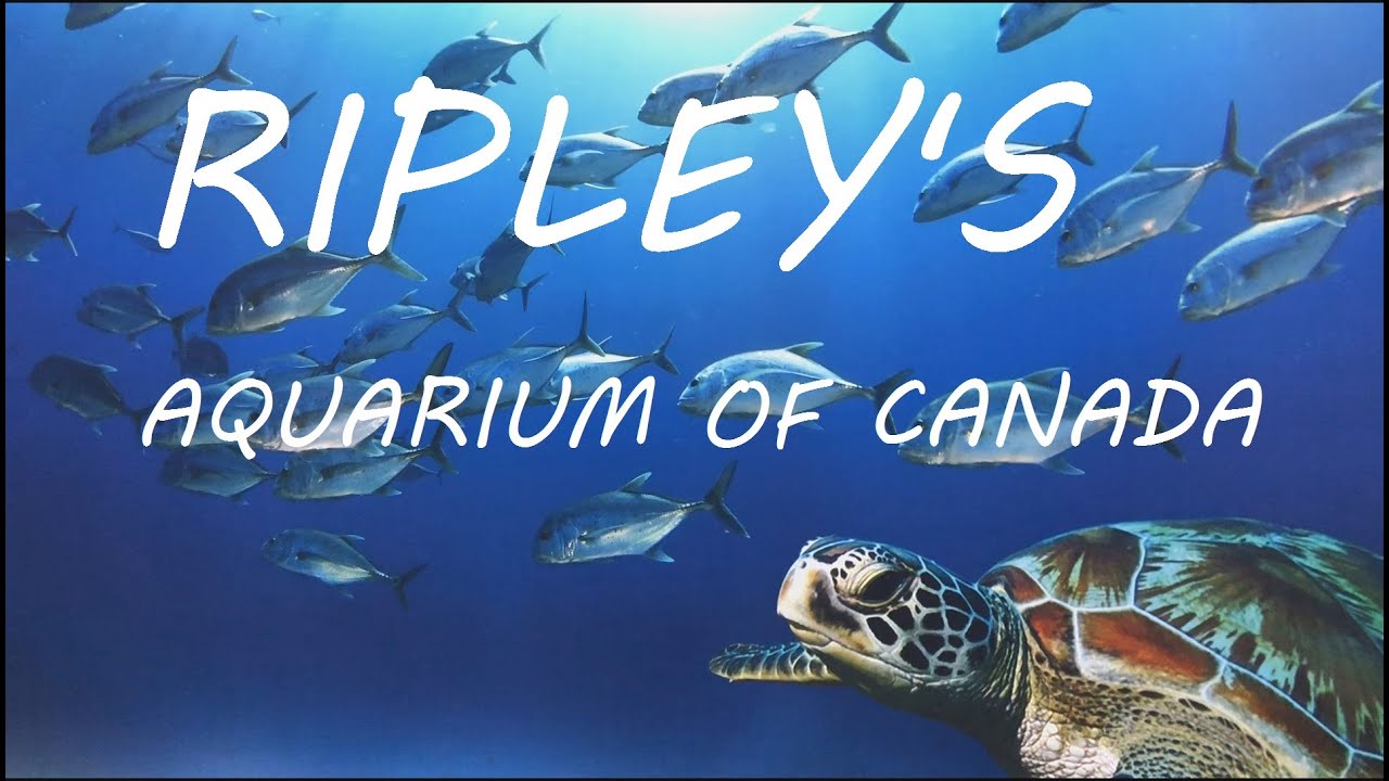 Ripley's Aquarium of Canada, Toronto full tour