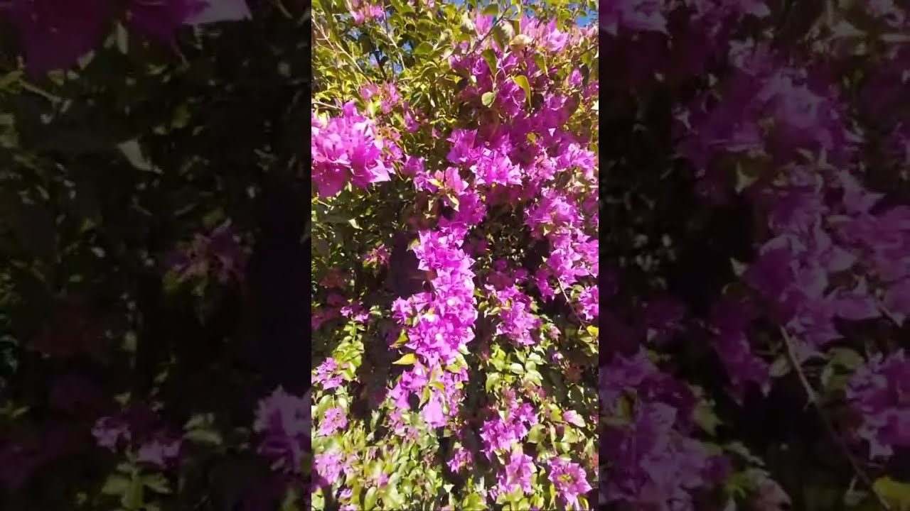 Windy Day / Día de Viento #flowers #asmrsounds #nature