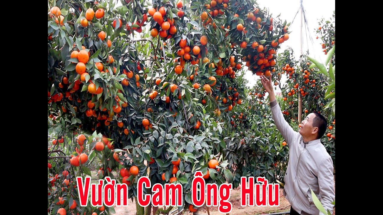 NHỮNG VƯỜN CAM SIÊU ĐẸP ĐƯỢC CHUYỂN ĐỔI TỪ CÂY BƯỞI DIỄN.SUPER BEAUTIFUL ORANGE GARDENS